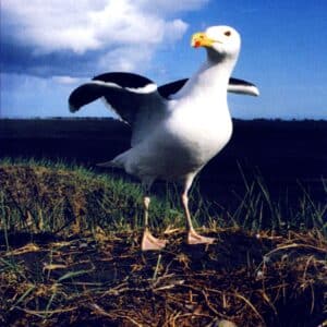 Geimtugg